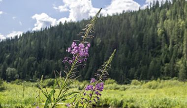 Action nationale de récolte des déchets Montclar les 2 vallées