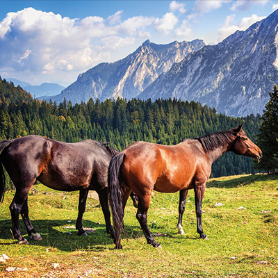 Équitation Montclar les 2 vallées