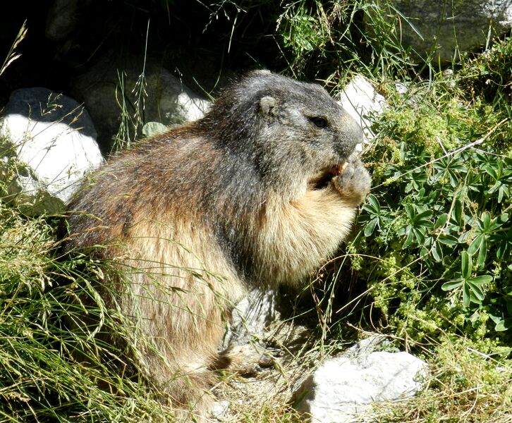 Balade ludique accompagnée : « Découverte des marmottes »