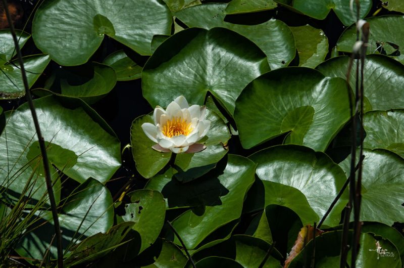Nénuphar_Lac_st_léger_Montclar