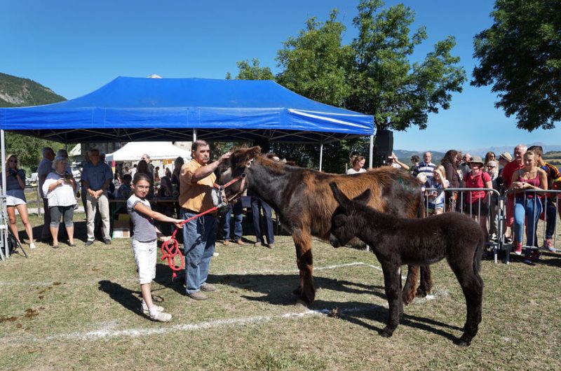 Démonstration cheval