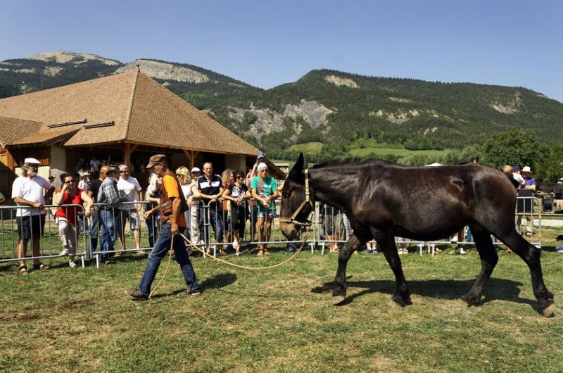 Démonstration cheval