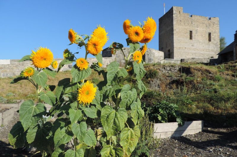 Citadelle