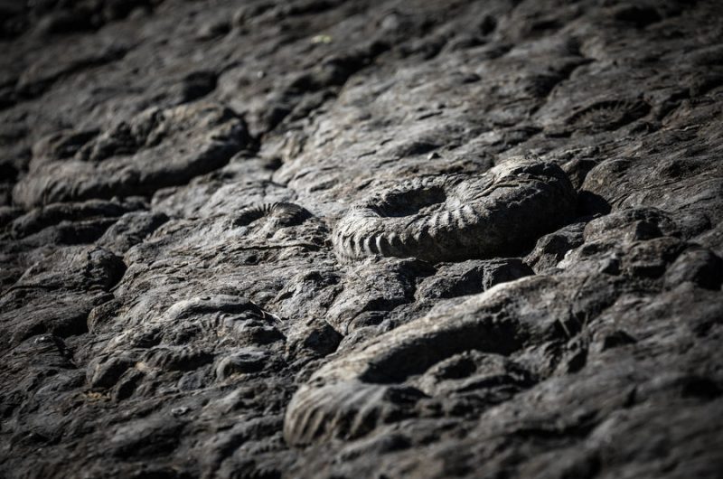 Dalle aux ammonites