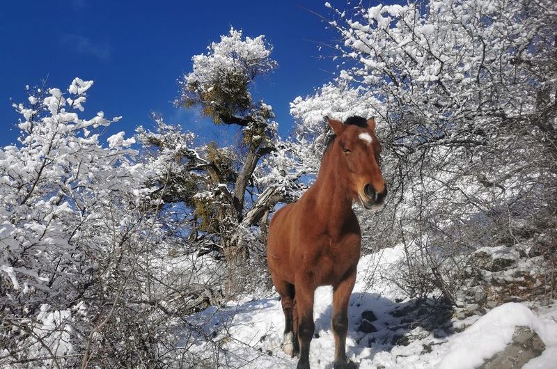 Les Chevaux de Roquépine