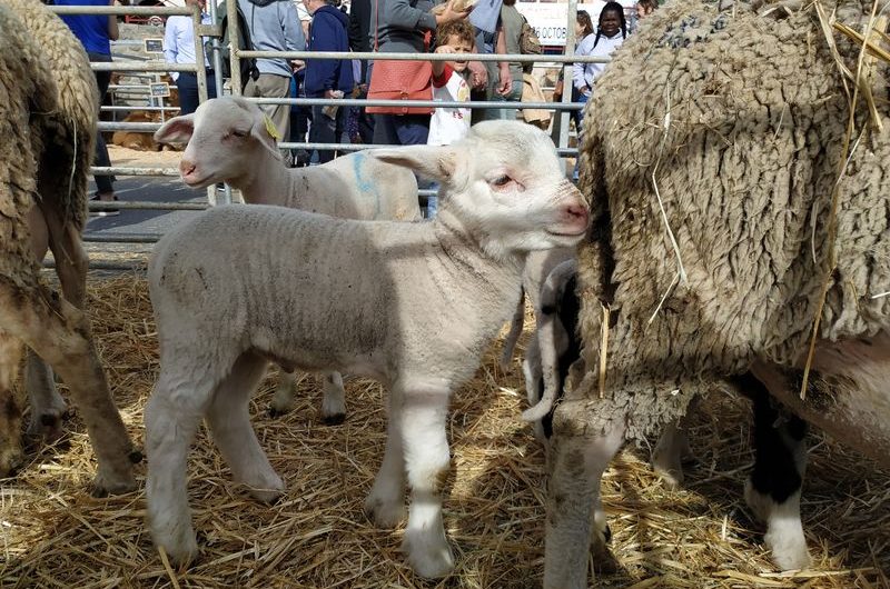 Foire agricole de Seyne