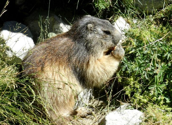 Balade ludique accompagnée : « Découverte des marmottes »