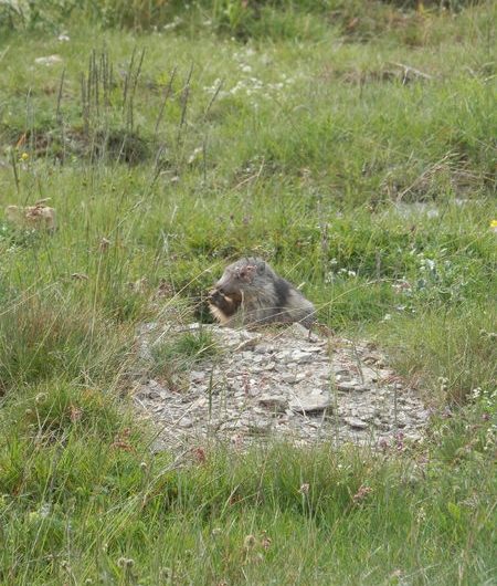 Balade ludique accompagnée : « Découverte des marmottes »