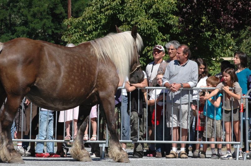 Foire agricole de Seyne