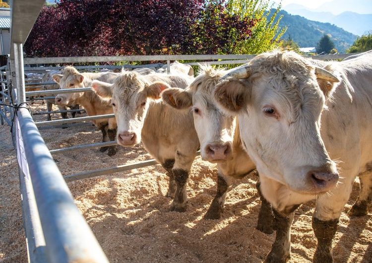 Foire agricole de Seyne