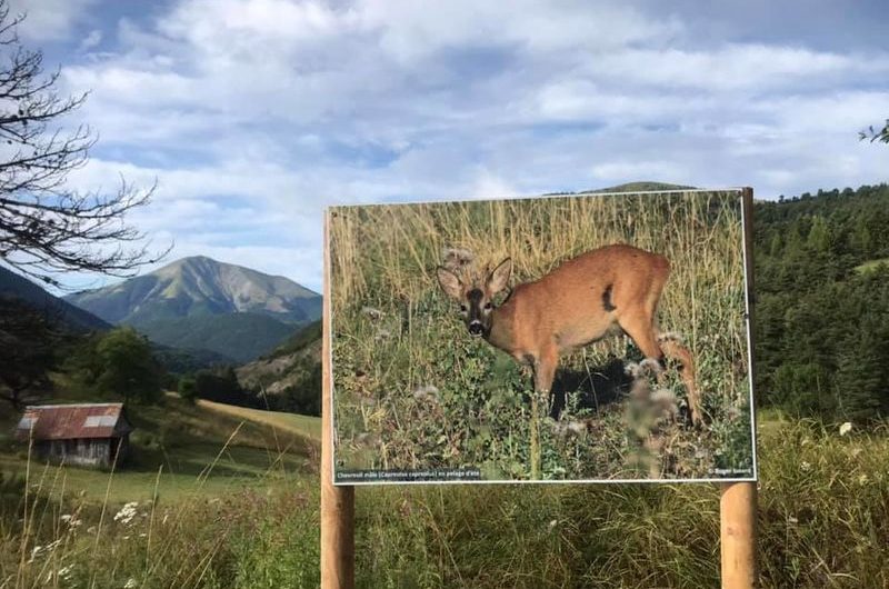 Exposition naturaliste en plein air