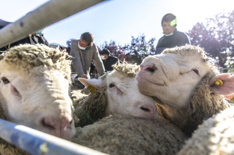 foire agricole automne Seyne