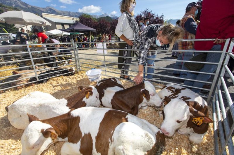 Foire d’octobre Seyne les Alpes