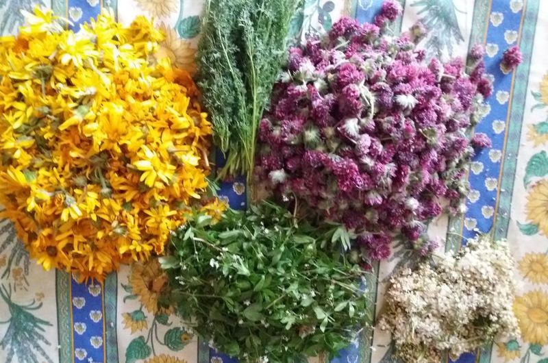 Cours sur les plantes dites sauvages et les minéraux