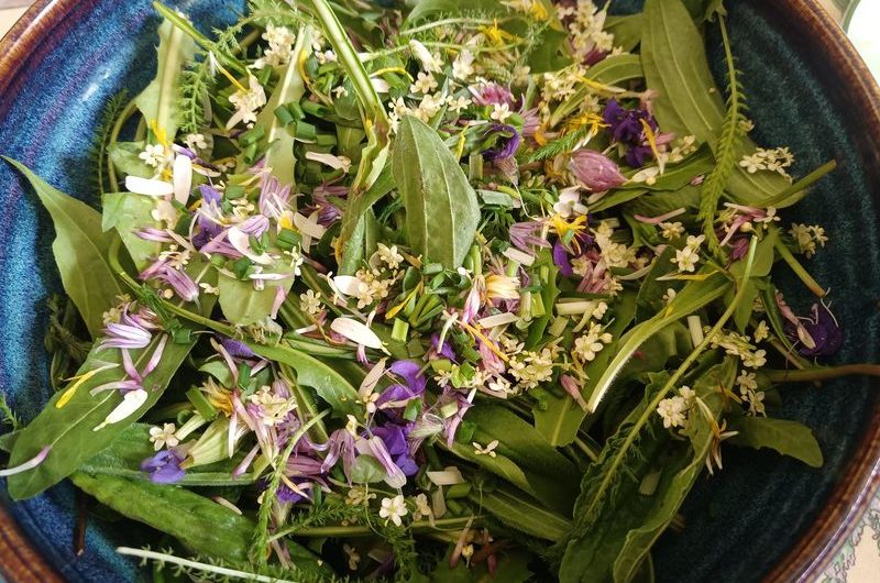 Cours sur les plantes dites sauvages et les minéraux