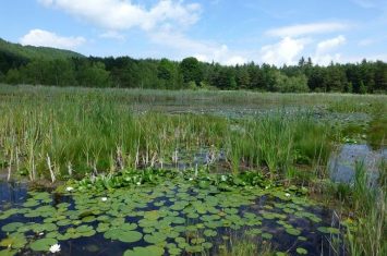 Le lac de Saint-Léger n°4