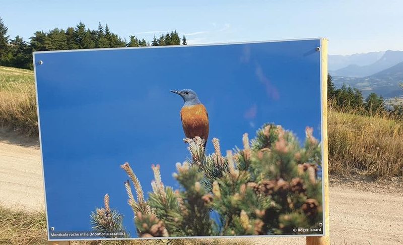 Exposition naturaliste en plein air