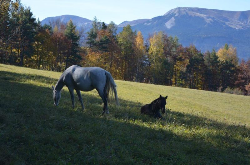 Les Ecuries de Montclar