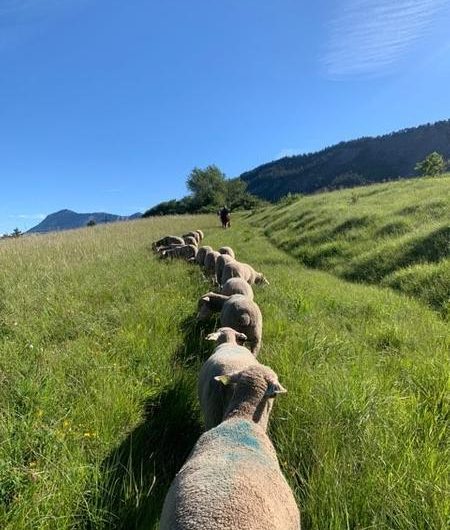 Les brebis d’Arthur