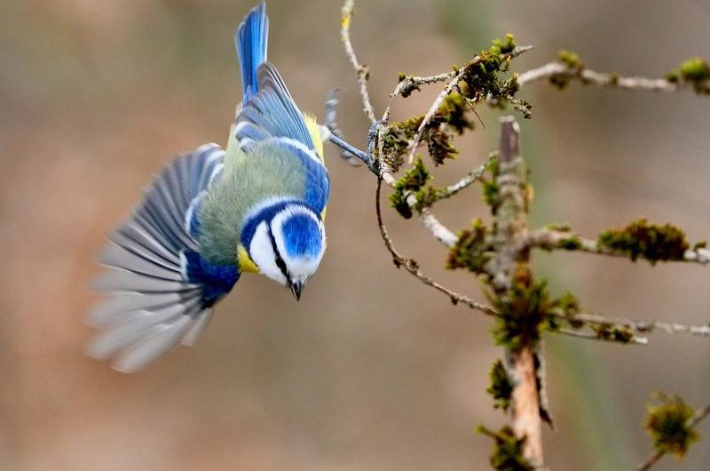 Expo-vente  “Les oiseaux des jardins”_Montclar