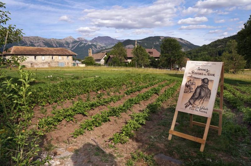 Les Jeudis animés de la Maison du Mulet : Les mulets et leur travail