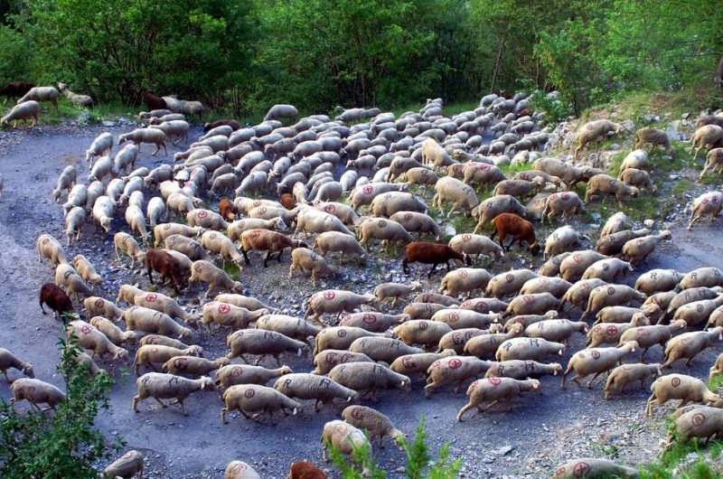 Fête de la Transhumance à l’Ubac