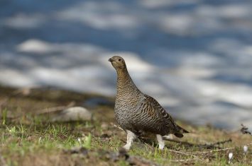 Inventerre, festival de la biodiversité : Sur les traces du Tétras-lyre, écologie et préservation d’une espèce incontournable_Auzet