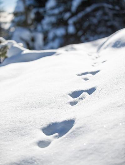 L’enquête de Noël_Auzet