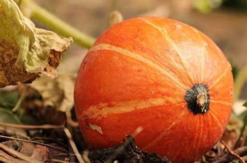 Atelier cuisine de Noël à l‘Alternateur_Seyne