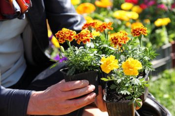 Foire aux Fleurs et aux Saveurs