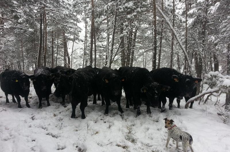Visite gratuite de la Ferme des Pélissones_Seyne
