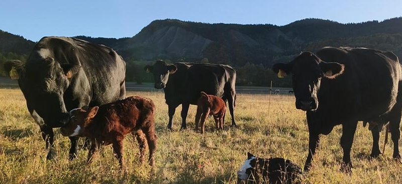 Visite gratuite de la Ferme des Pélissones_Seyne