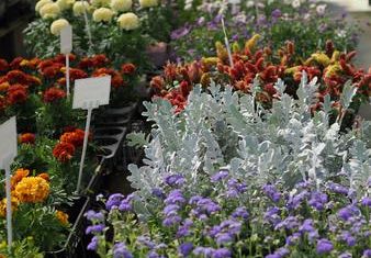 Foire de printemps_Seyne