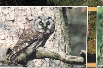 Projection du film « Auzet la nature » à l&rsquo;Alternateur_Seyne