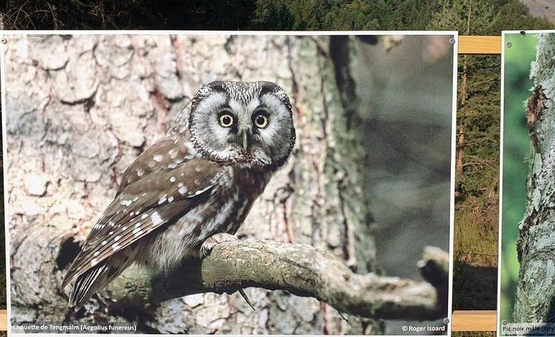 Projection du film « Auzet la nature » à l&rsquo;Alternateur_Seyne