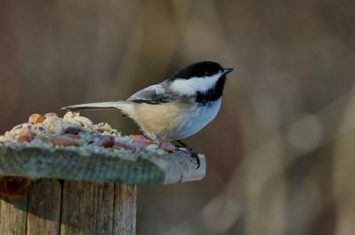 Safari des petites bêtes et découverte des oiseaux à la Maison du Mulet_Seyne