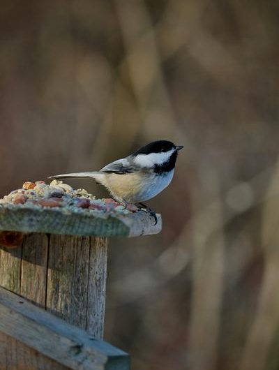 Safari des petites bêtes et découverte des oiseaux à la Maison du Mulet_Seyne