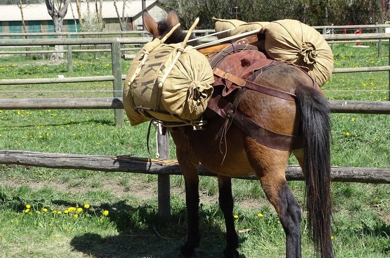 Mules en Seyne, Concours de bâtage et Jeux muletiers_Seyne