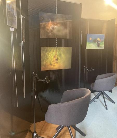Exposition « Chats forestiers et renards »_Seyne