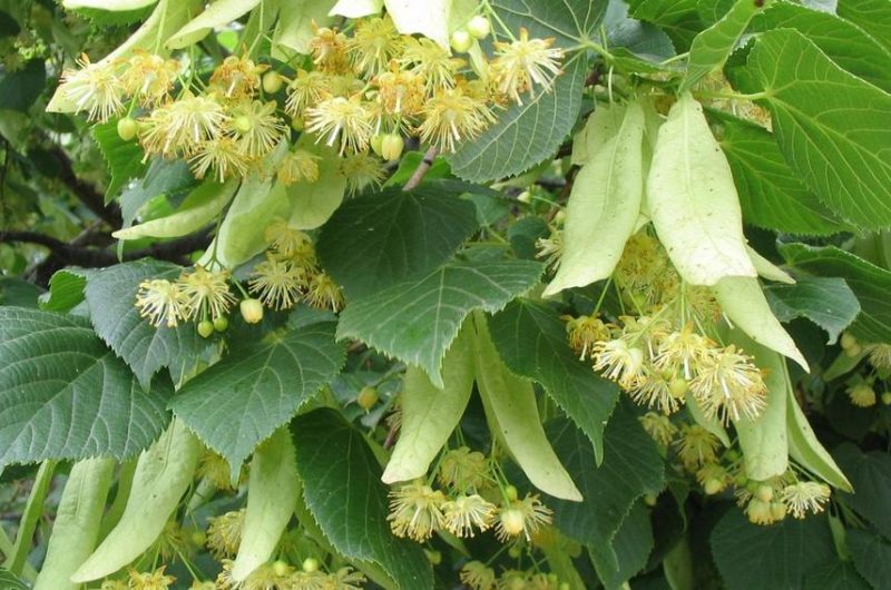 Balade botanique les plantes médicinales à Seyne