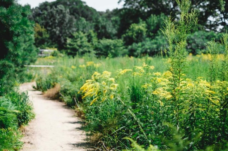 Balade curieuse plantes médicinales_Auzet