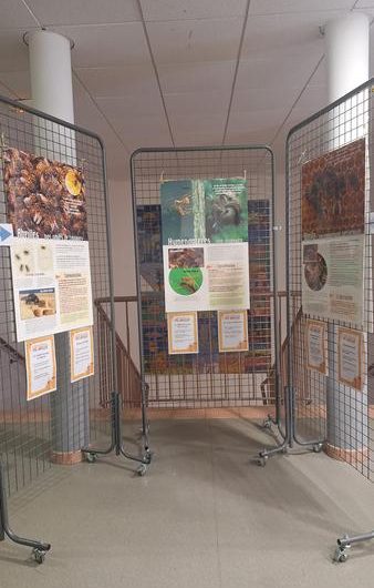 Exposition « les abeilles »_Montclar