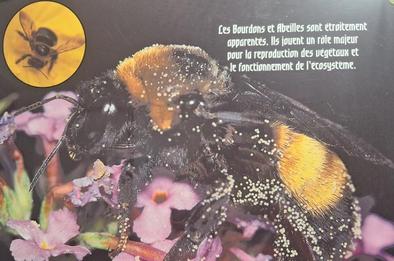 Exposition « les abeilles »_Montclar