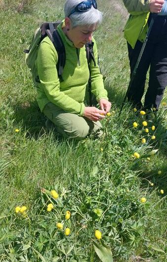 Balade découverte les plantes médicinales à Seyne_Seyne
