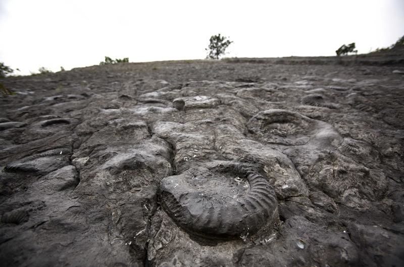 Dalle à ammonites