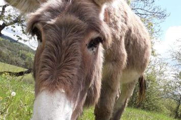 Ferme Au Doux Mélèze